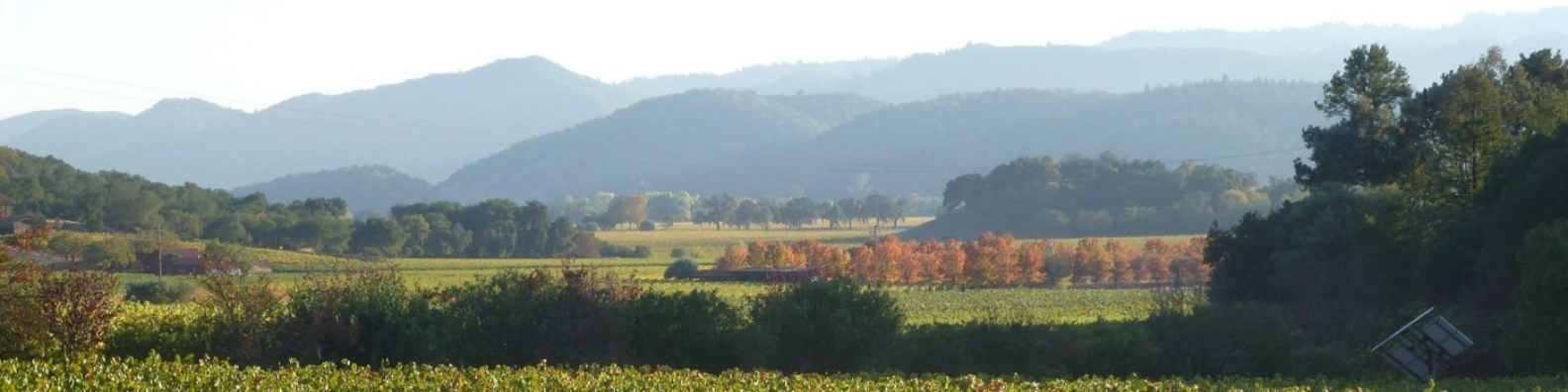 A Napa Valley View from Silverado Trail looking south from near Mumm Winery featuring many shades of green vineyard and trees running to background of blue mountain ranges